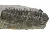 Phacopid (Adrisiops) Trilobite - Jbel Oudriss, Morocco #331931-3